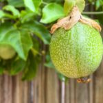 Fruiting Vines for Brisbane Pergolas: Kiwi, Passionfruit & More