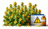 Herbal Interactions with Medications: Insights from the UK