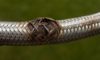 Burst Pipe and Flexi Hose Emergency Plumber Tips