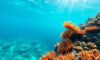 Snorkelling the Belize Barrier Reef: Best Spots and Wildlife