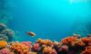 Great Blue Hole Belize: Your Essential Diving Guide