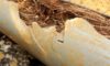 Pipe Relining: Tackling Tree Roots in Drain Systems