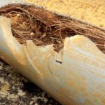 Pipe Relining: Tackling Tree Roots in Drain Systems