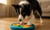 Border Collie Mental Stimulation Tips for Optimal Engagement