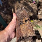 Clay Soil’s Impact on Caboolture Pipes Uncovered