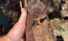Impact of Clay Soil on Caboolture’s Pipe System