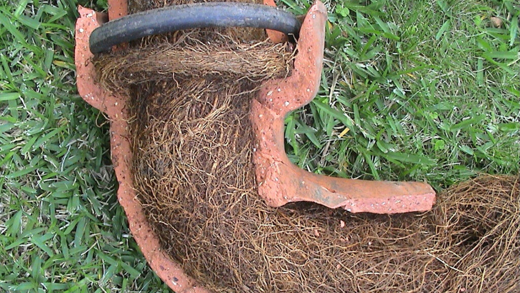 Tree Roots in Drains: Solutions for Sutherland Shire